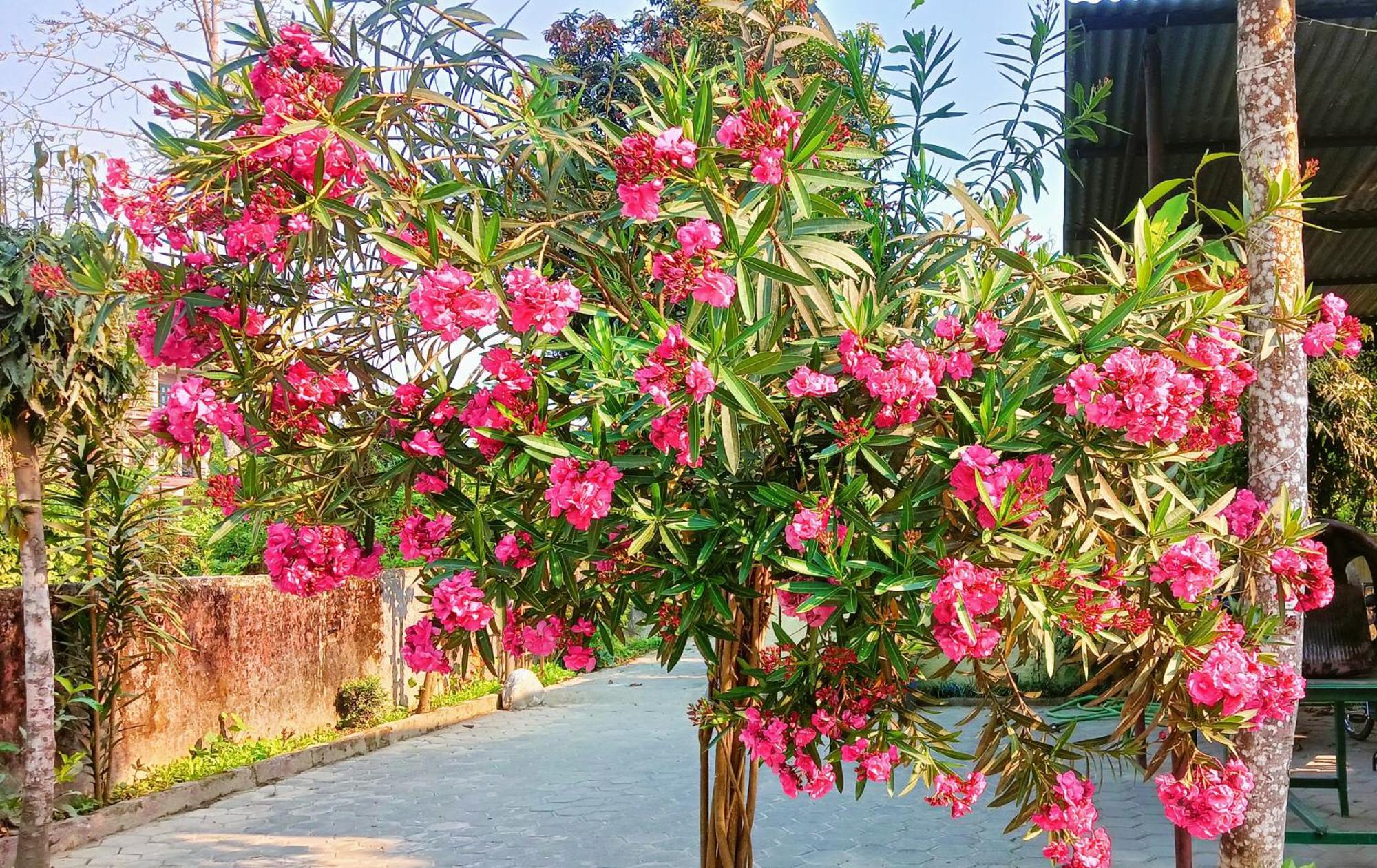 Hotel Butterfly - Peaceful Garden For Nature Lovers 사우라하 외부 사진